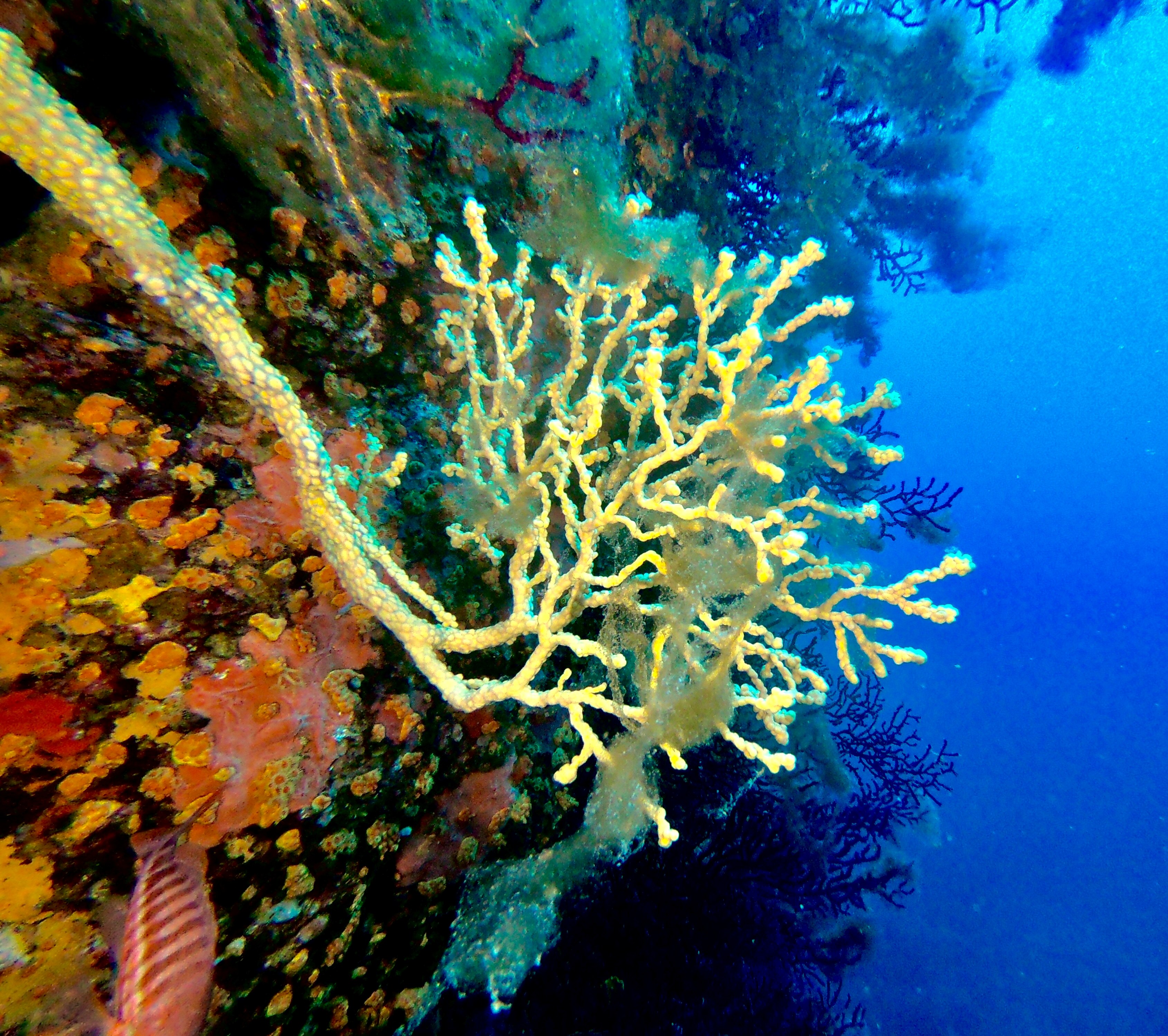 Underwater landscape in the archipelago of La Maddalena