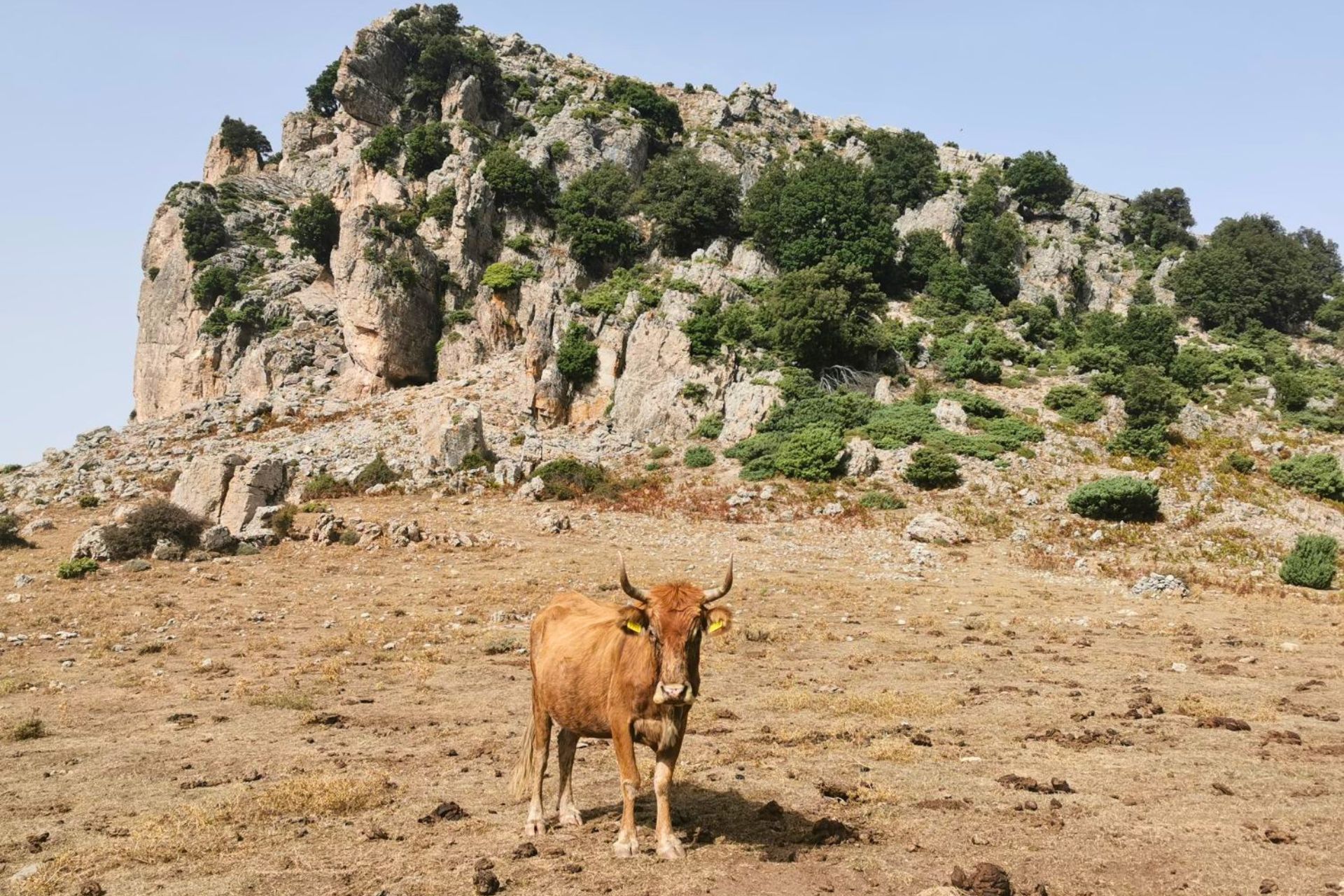 Una mucca marrone in un paesaggio montano con rocce e vegetazione