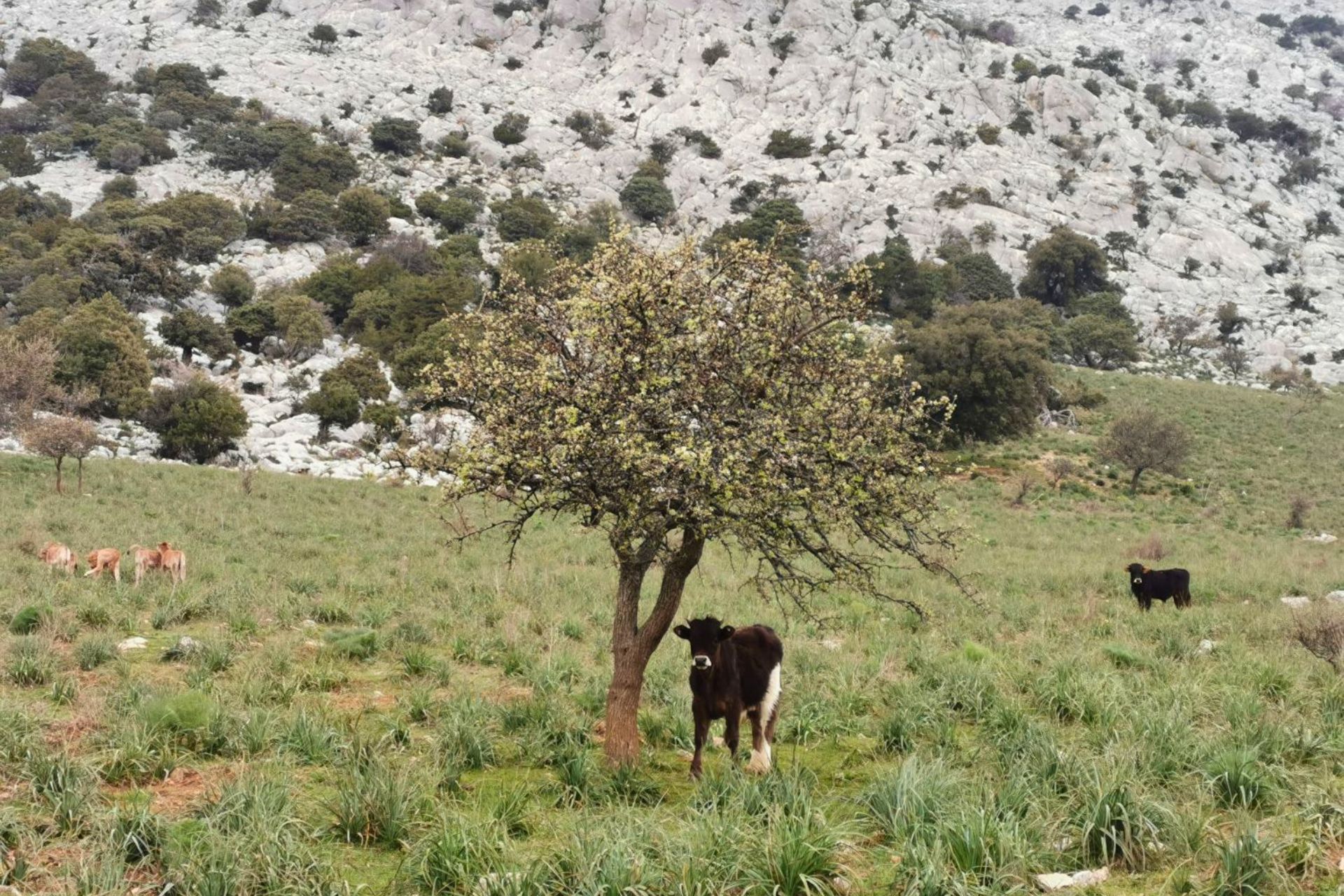 Excursion to the Lanaitho Valley with crystalline springs and Nuragic testimonies