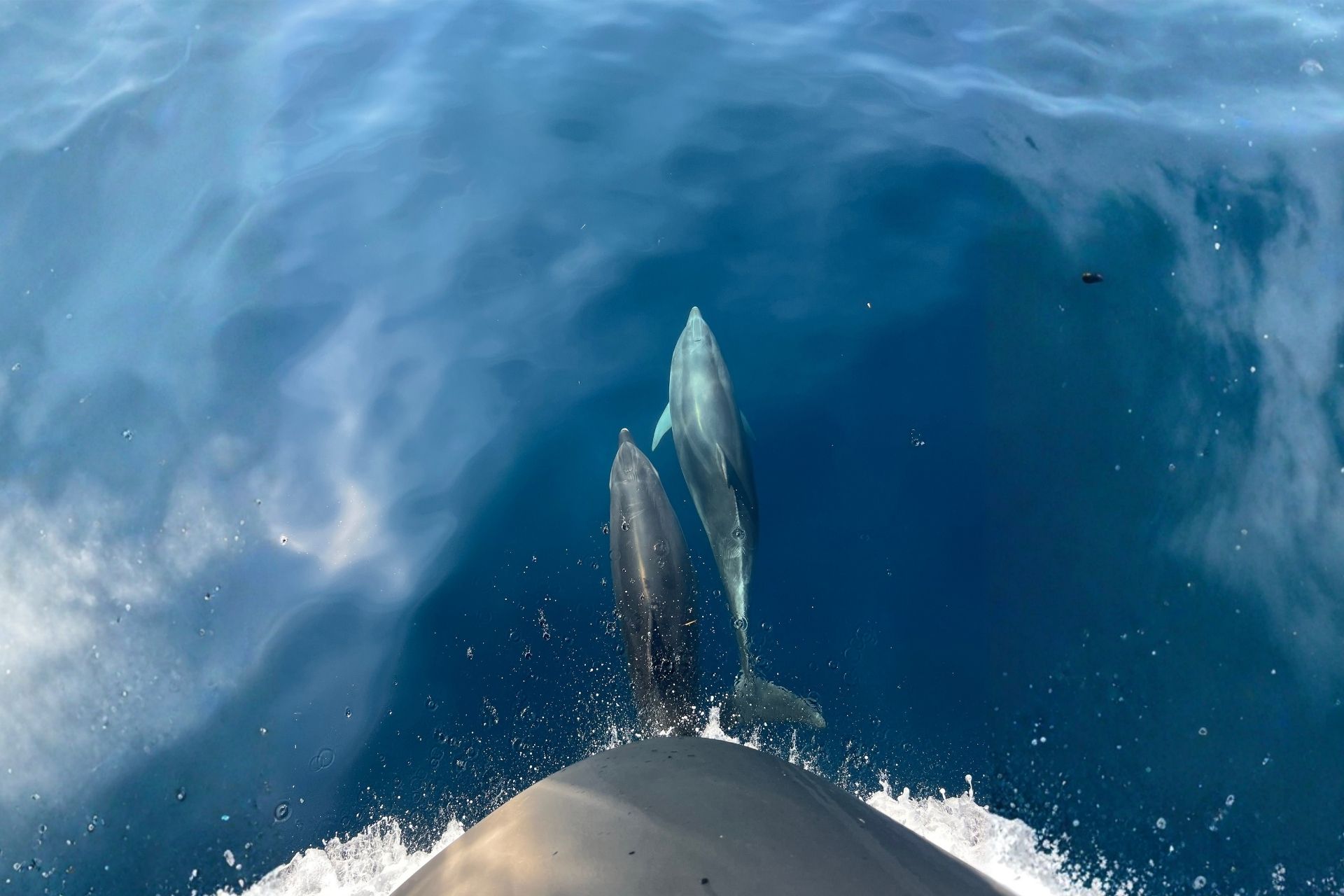 Deux dauphins nagent près de la proue d'un bateau d'époque dans la mer bleue.
