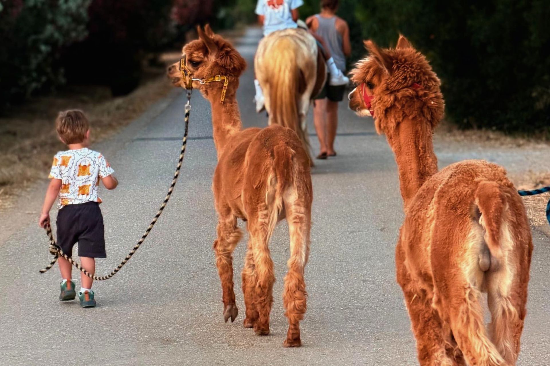 A family with a child walks along a road with alpacas and horses, immersed in the Sardinian countryside