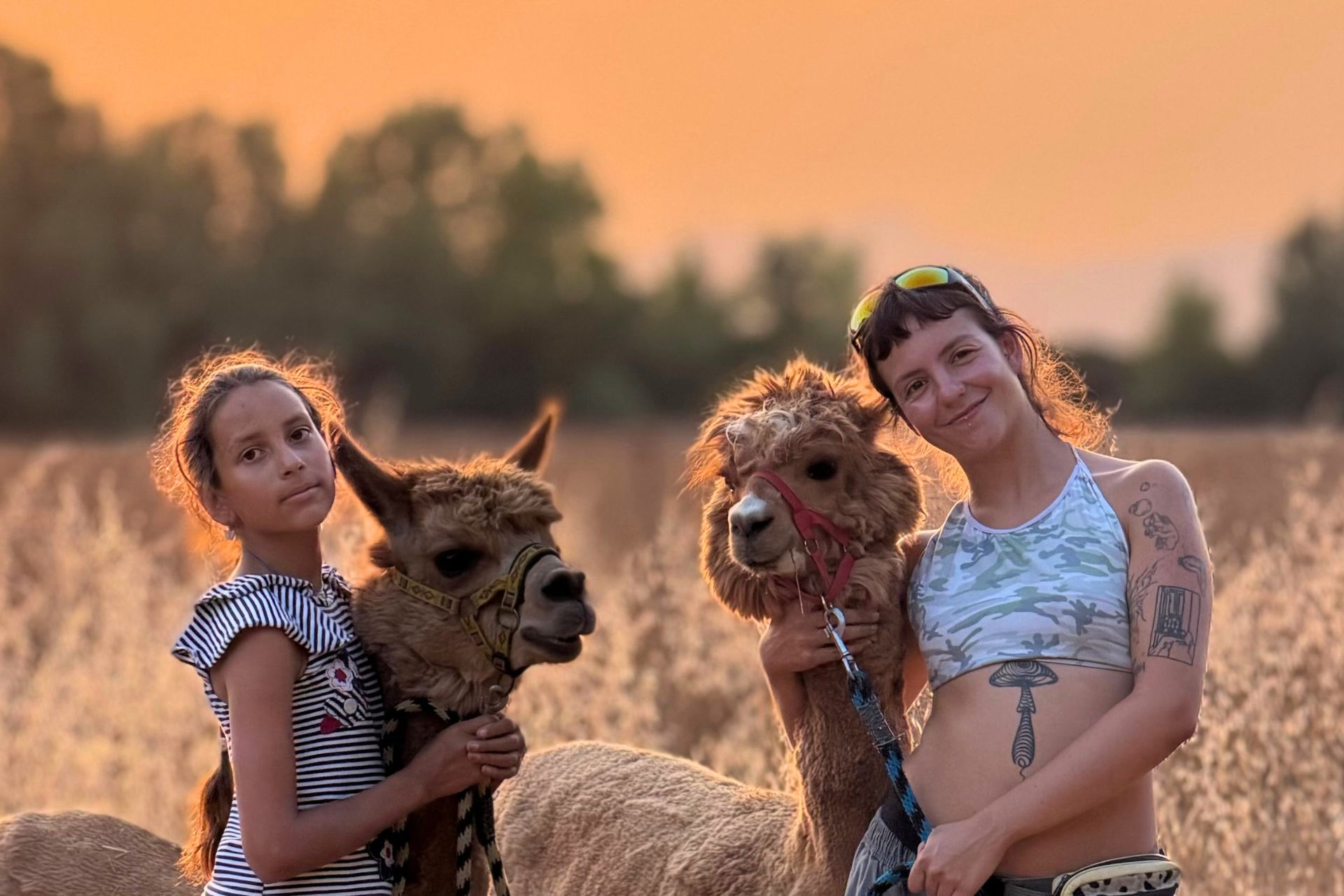Two people, a woman and a girl, smile while holding hands with two alpacas in a sunset field