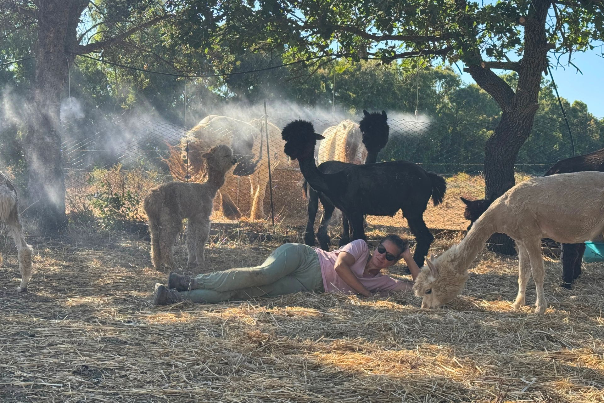 A woman lying down with alpacas and other animals in a fenced area with trees and vegetation around