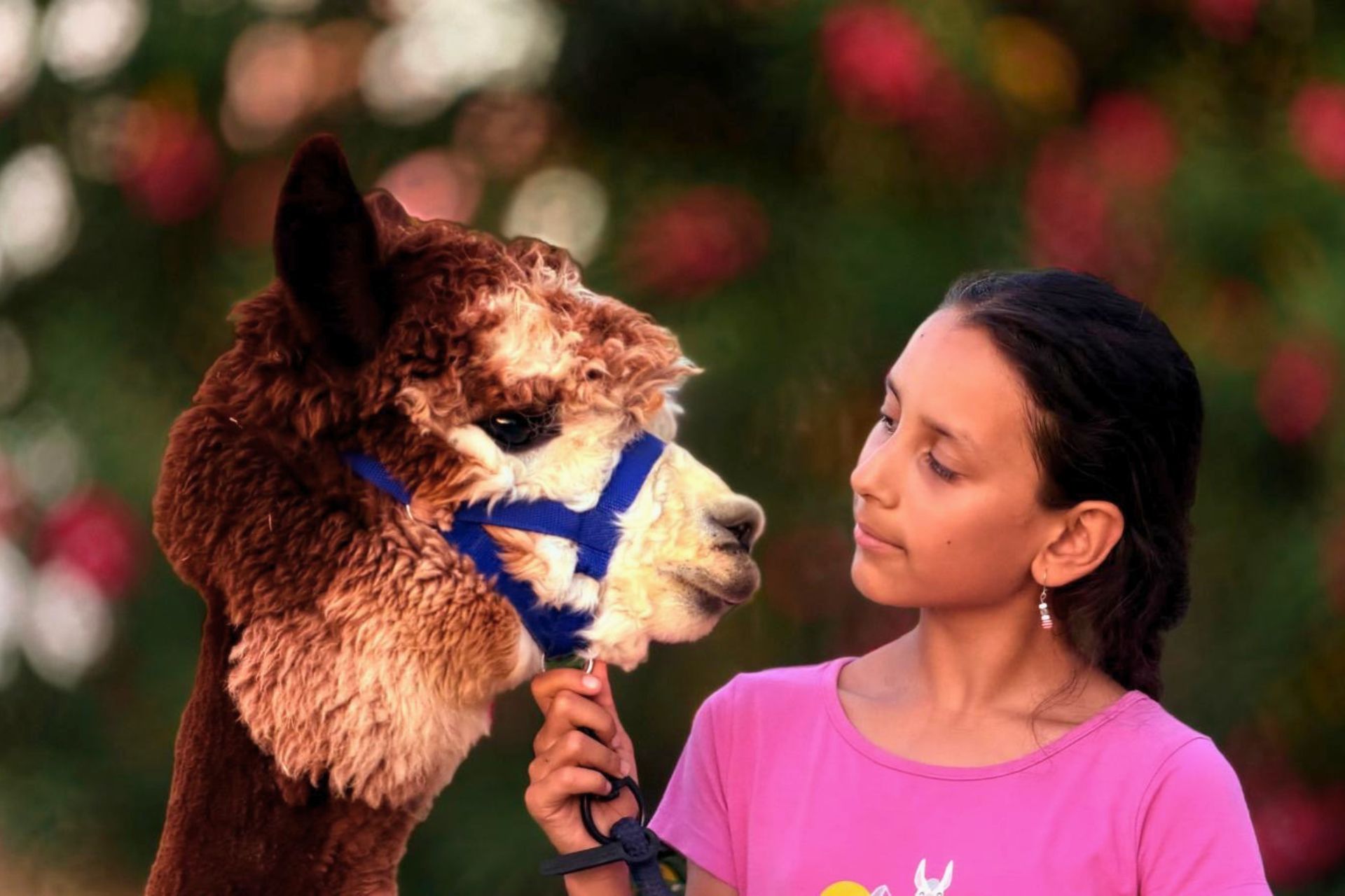 A young girl in a pink t-shirt holds the halter of an alpaca with brown and white fur, while looking into his eyes
