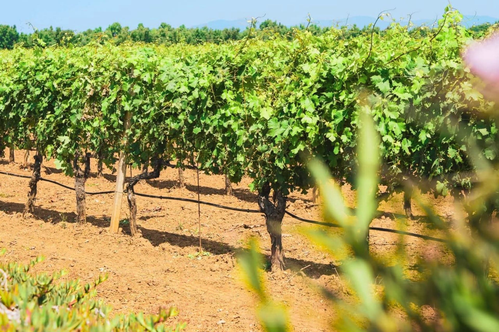 Une rangée de vignes sur un sol sablonneux entouré d'un paysage naturel.