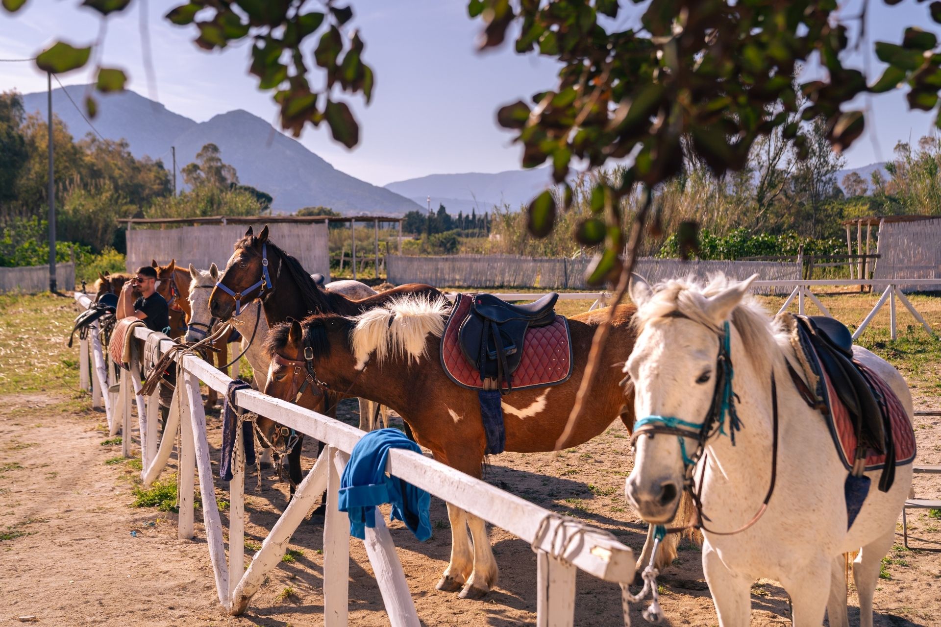 Horses ready for a walk on the beach in Orosei