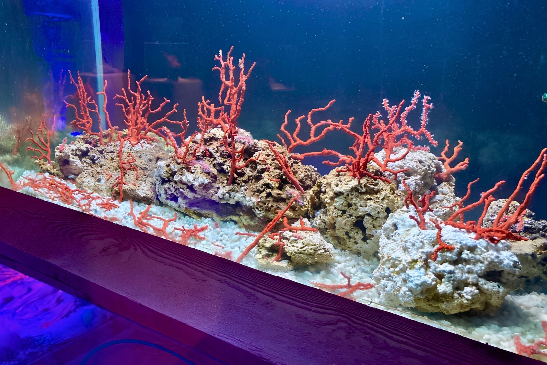 Laboratorio di corallo rosso ad Alghero con acquario, rocce e coralli rossi in primo piano. Sullo sfondo il mare blu.
