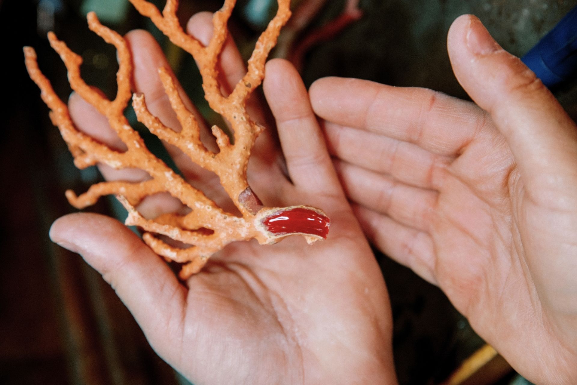 Due mani che tengono un pezzo di corallo rosso di Alghero, simbolo della tradizione locale.
