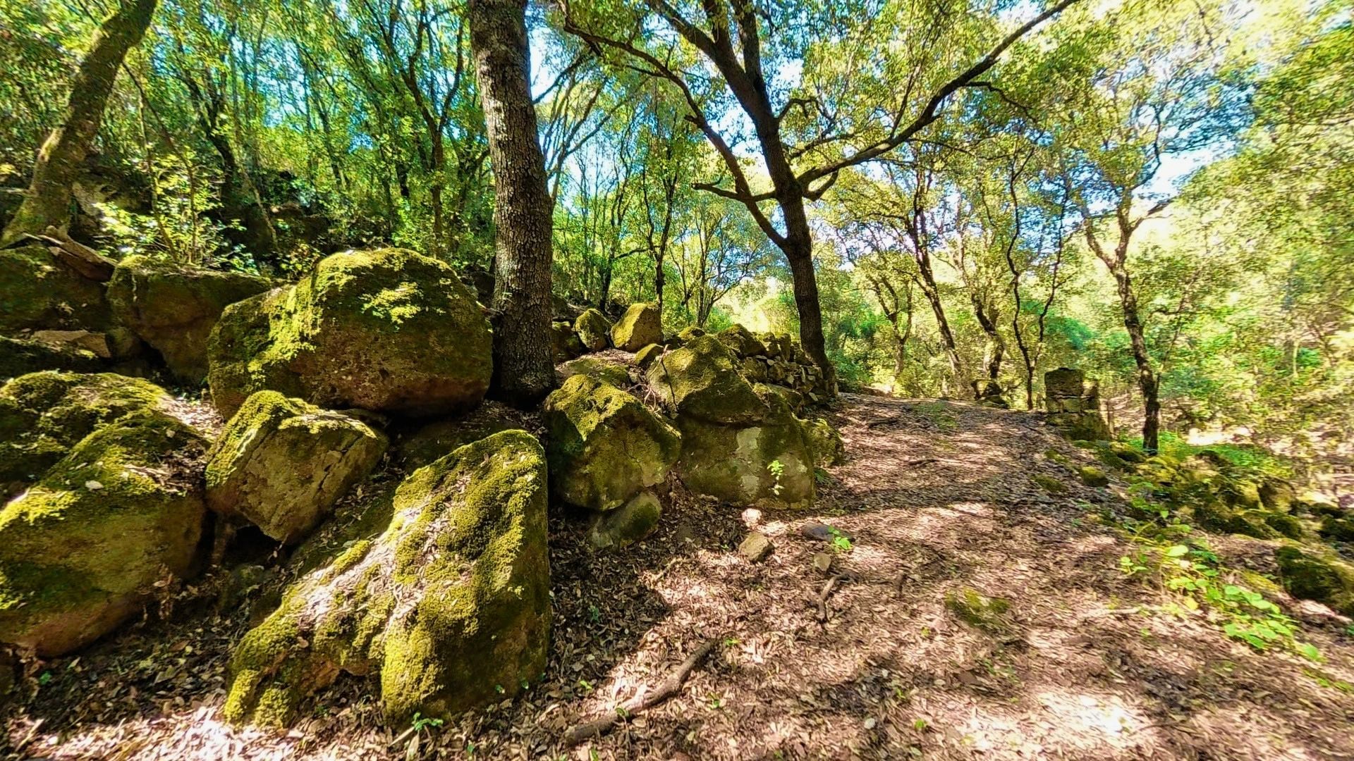 Sentiero montano con roccia e vegetazione immerso nel bosco