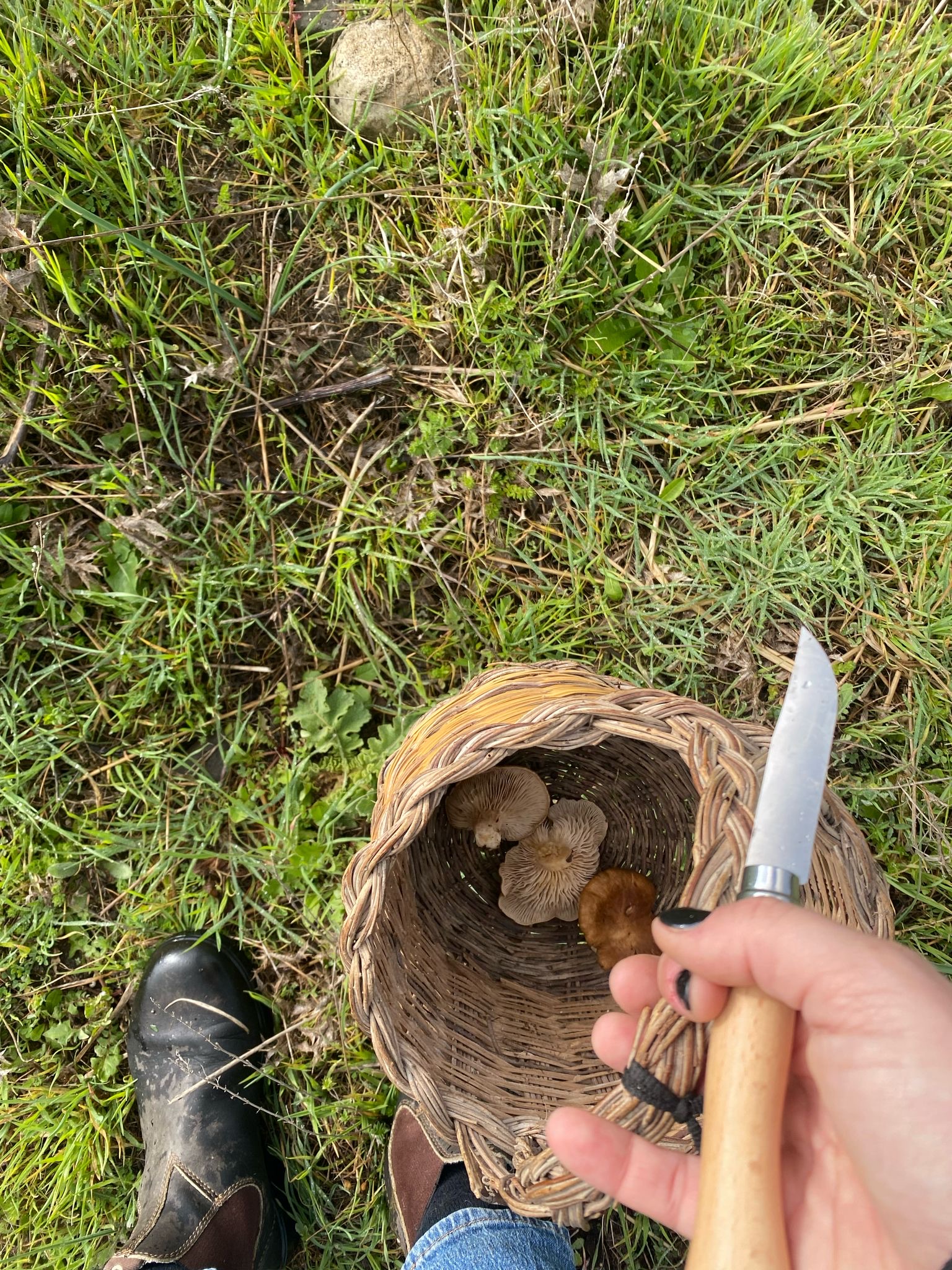 Person mit Pilzkorb und Messer, auf einer Wiese, mit einer Landschaft aus Eichen und Eichen im Hintergrund.