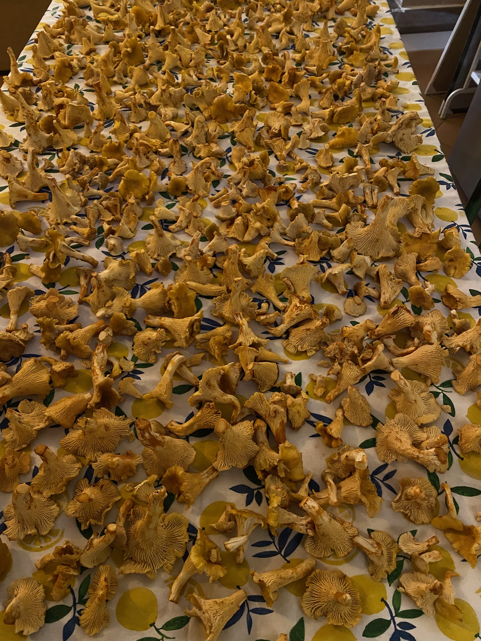 Eine Sammlung von Pilzen, die im Wald gesammelt wurden und auf einem mit einer Blumentischdecke bedeckten Tisch angeordnet sind.