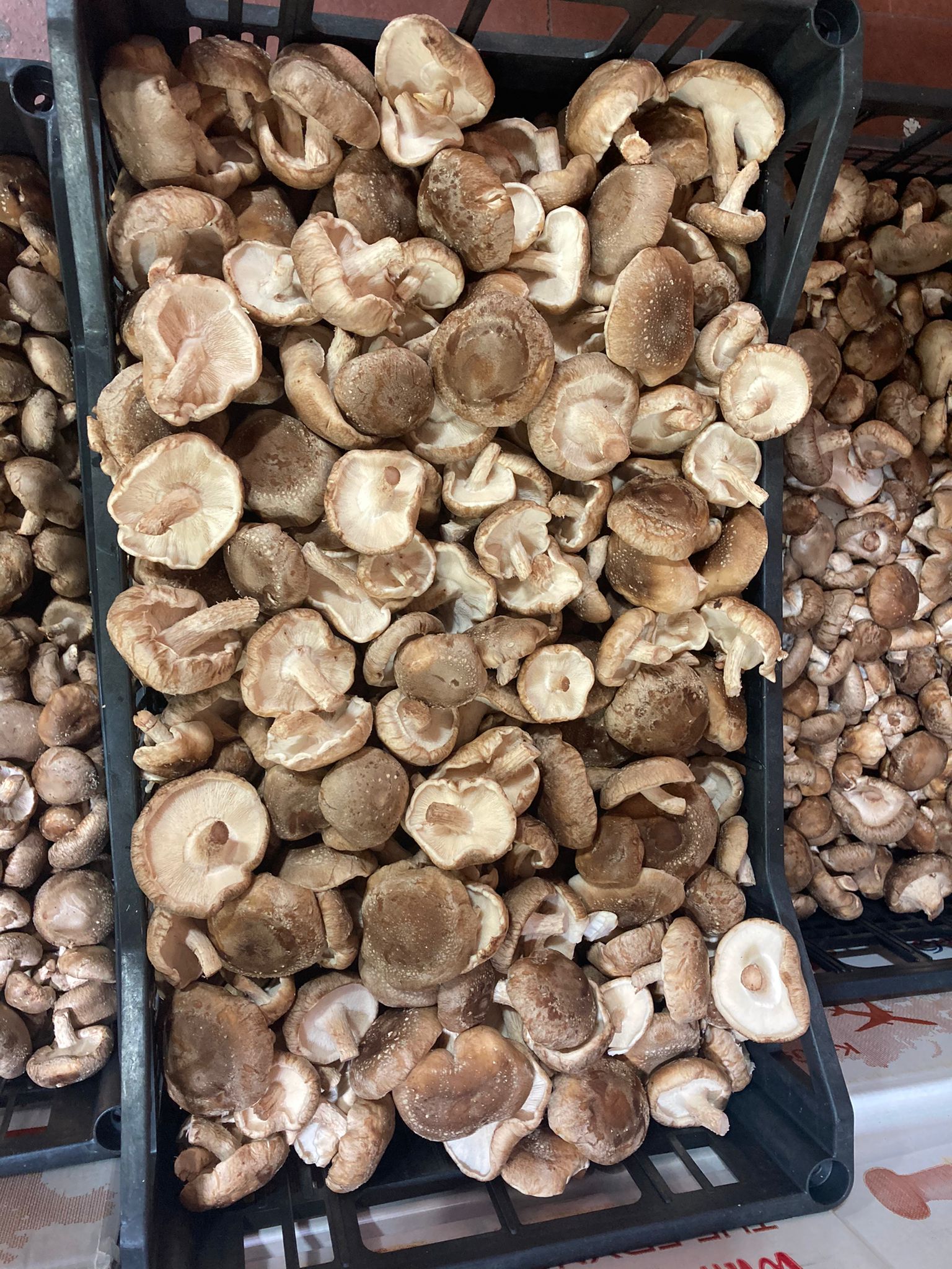 Bild eines Korbs voller frischer Shiitake-Pilze, bereit für die Verwendung in der Küche.